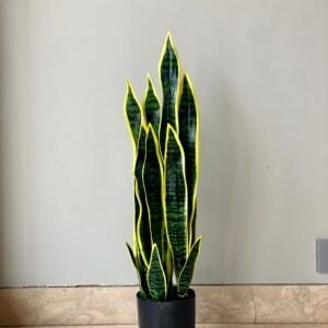 Snake Plant