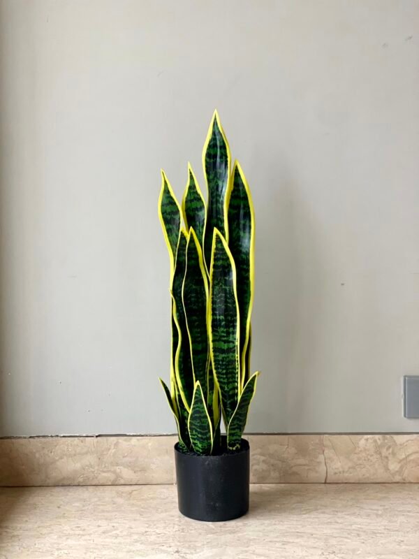Snake Plant