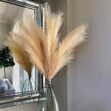 Pampas Grass