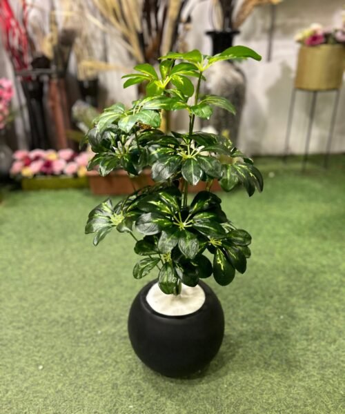 Schefflera Plant in Black Round Pot