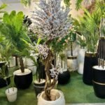 Flowers plant with Fiber bowl