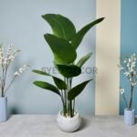 Banana matt leaves plant