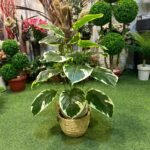 Rubber plant with cane basket