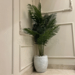 Imported Palm Plant With Unbreakale Fiber Pot