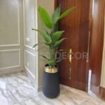 Paradise Plant with Fiber Pot
