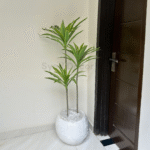 Imported Cactus Plant With Unbreakale Fiber Pot