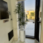 Imported Spider With Unbreakable Fiber Pot