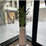 Imported Spider Plant With  Unbreakale Fiber Pot