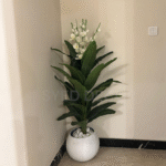 Imported Paradise Plant With Unbreakable Fiber Pot