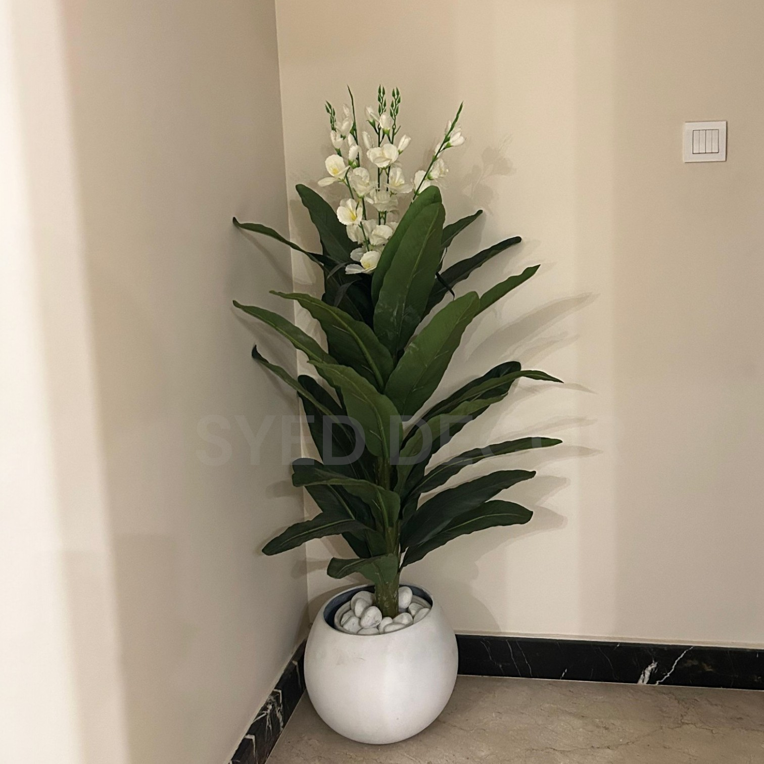 IMG-20260215-WA0006 Imported Paradise Plant With Unbreakable Fiber Pot - Image 1