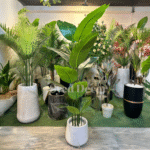 Imported Banana Plant With Unbreakable Fiber Pot