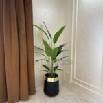 Paradise plant with black Fiber pot