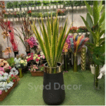 Elovera Plant With Fiber  Bowl