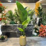 Banana Plant With Unbreakable  Pot