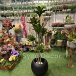 Cactus Plant With Unbreakable Black  Bowl