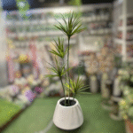 Elovera Plant With Unbreakable Pot