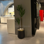 Elovera Plant With Fiber  Bowl