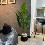 Paradise Plant With Unbreakable  Pot