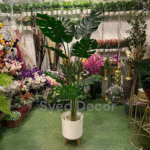 Monstera Plant With Unbreakable  Pot