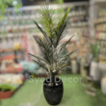 Areca Palm Plant With Unbreakable Pot