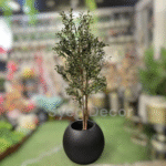 Bid size olive Plant With Unbreakable Pot