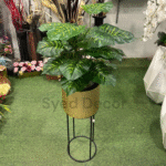 Rubber Plant With Metal Stand Pot