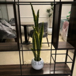 Snake Plant With Fiber  Bowl