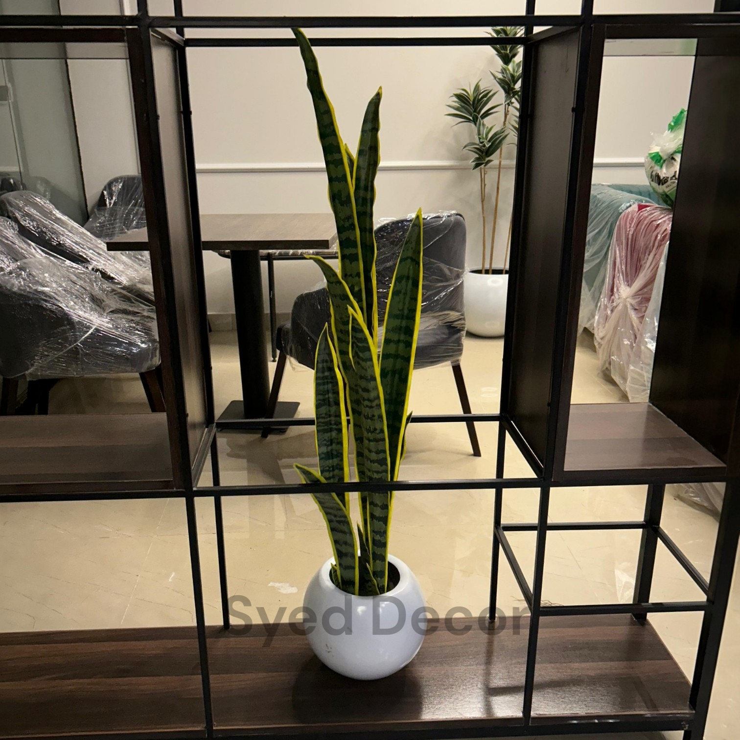 IMG-20260312-WA0041 Snake Plant With Fiber Bowl - Image 1