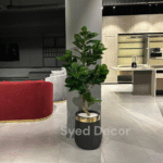 Ficus Plant With Fiber Pot