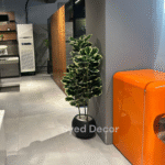 Shaded Ficus Plant With Fiber  Bowl