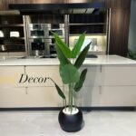 Banana Plant With Fiber Pot