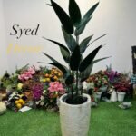 Paradise Plant With Fiber Pot