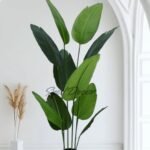 Premium Banana Plant With Pot